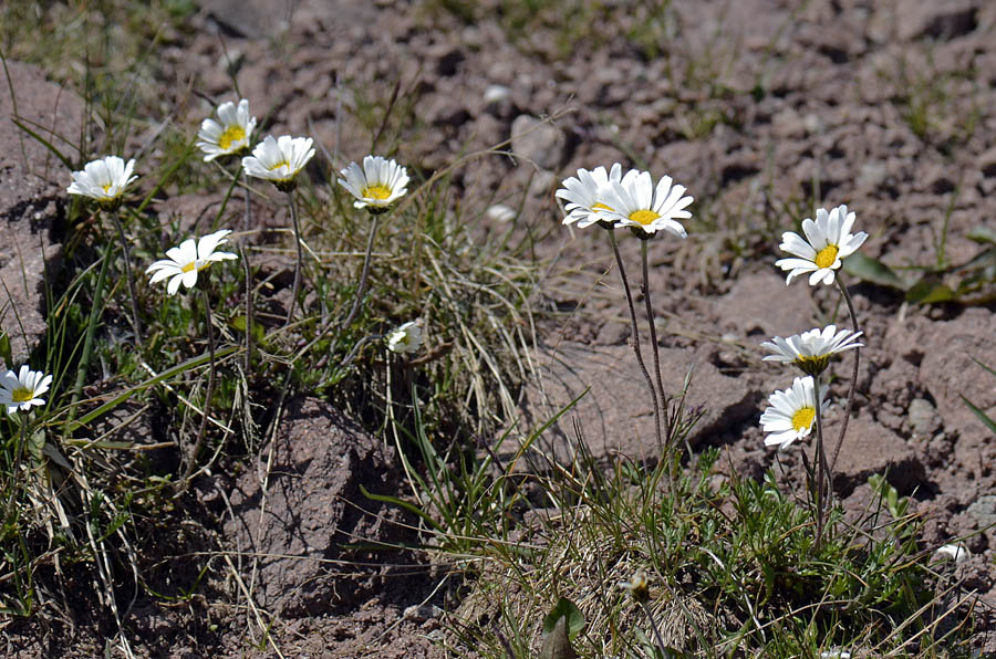 Leucanthemopsis alpina / Margherita alpina